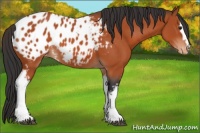 Horse Color:White Spotted Brown Blanket 