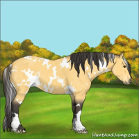 Horse Color:White Spotted Buckskin 