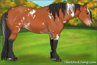 Horse Color:White Spotted Bay 