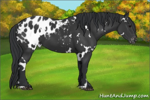 Horse Color:White Spotted Black Appaloosa 