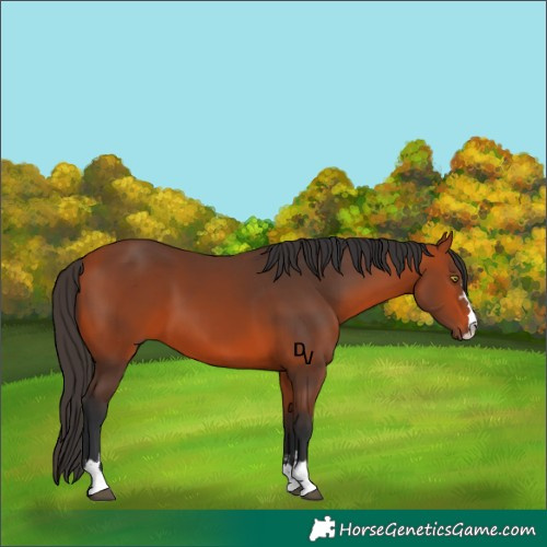 Horse Color:Bay 