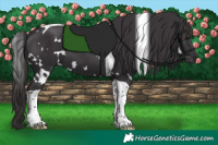 Horse Color:White Spotted Smoky Black Tobiano