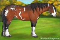Horse Color:White Spotted Brown Splash 