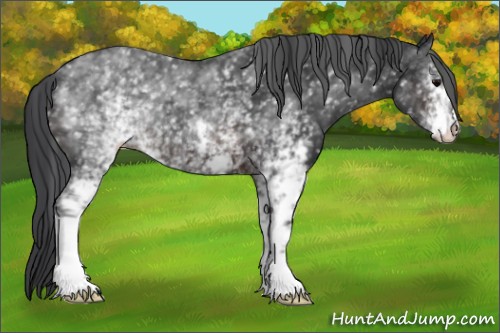 Horse Color:White Spotted Brown 