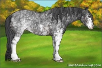 Horse Color:White Spotted Brown 