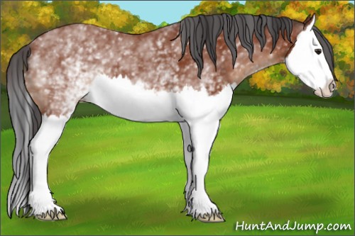 Horse Color:White Spotted Brown Splash 