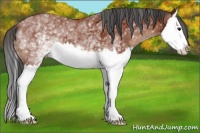 Horse Color:White Spotted Brown Splash 