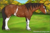 Horse Color:White Spotted Buckskin 