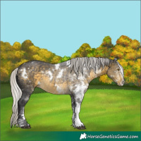 Horse Color:White Spotted Silver Buckskin 