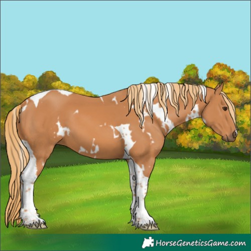 Horse Color:White Spotted Chestnut Tobiano 