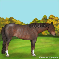 Horse Color:Liver Red Roan Rabicano