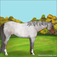 Horse Color:Liver Red Roan Rabicano