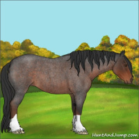 Horse Color:Liver Red Roan 
