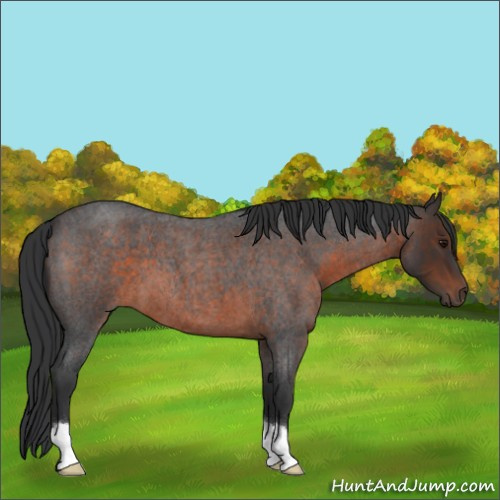 Horse Color:Brown Roan