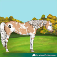 Horse Color:White Spotted Silver Bay Dun Splash 