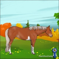 Horse Color:Silver Bay Tobiano Rabicano 