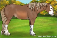 Horse Color:Chestnut Splash 