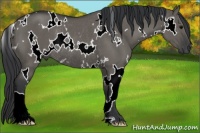 Horse Color:White Spotted Grullo Rabicano 