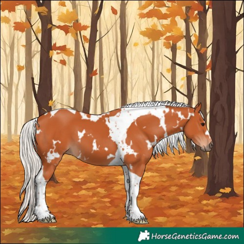 Horse Color:White Spotted Silver Bay Tobiano 