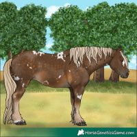 Horse Color:White Spotted Chocolate Palomino 