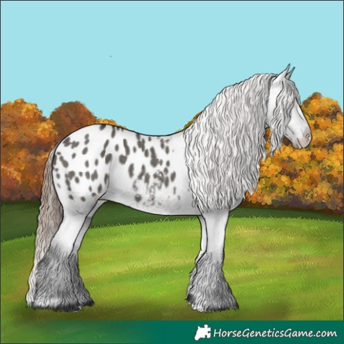 Horse Color:Grullo Appaloosa 