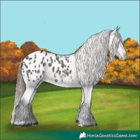 Horse Color:Grullo Appaloosa 