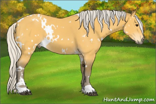 Horse Color:White Spotted Silver Buckskin 