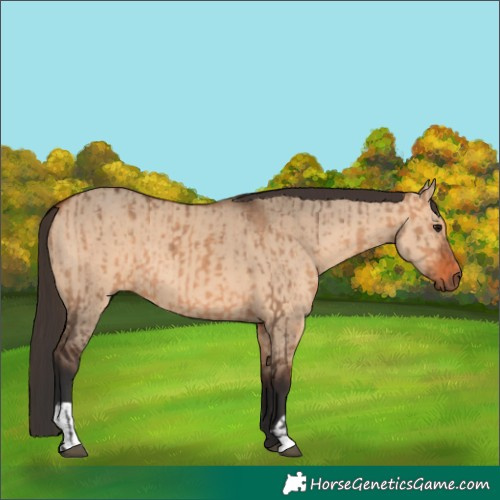 Horse Color:Bay Dun  and Bay Dun 