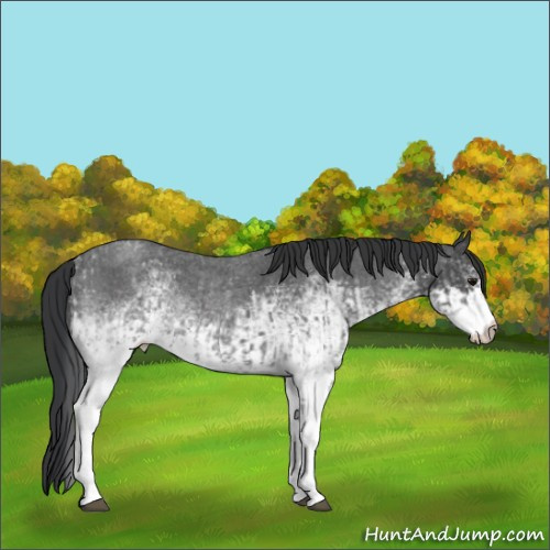 Horse Color:White Spotted Blue Roan Rabicano and White Spotted Blue Roan Rabicano