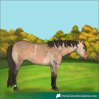 Horse Color:Bay Dun  and Bay Dun 