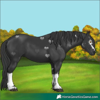 Horse Color:White Spotted Black Tobiano 