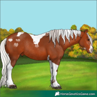 Horse Color:White Spotted Silver Bay Tobiano Rabicano 