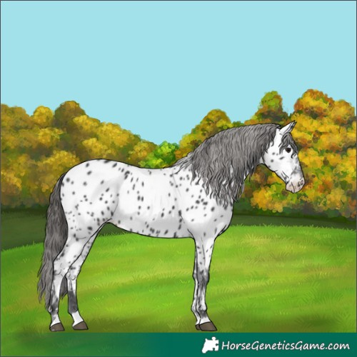 Horse Color:Black Near Leopard