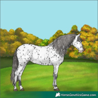Horse Color:Black Appaloosa
