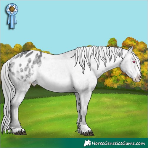 Horse Color:Bay Chinchilla Appaloosa 