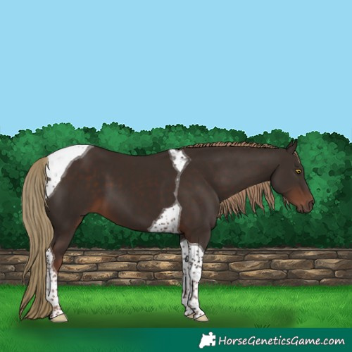 Horse Color:Liver Chestnut Tobiano