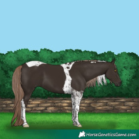 Horse Color:Liver Chestnut Tobiano 