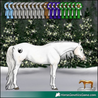 Horse Color:White Spotted Silver Buckskin Dun Splash Tobiano Appaloosa Rabicano 