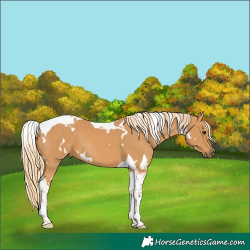 Horse Color:White Spotted Chestnut Tobiano 