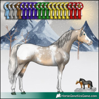 Horse Color:White Spotted Silver Buckskin Dun Splash Tobiano Appaloosa Rabicano
