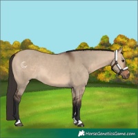 Horse Color:Bay Dun Rabicano 