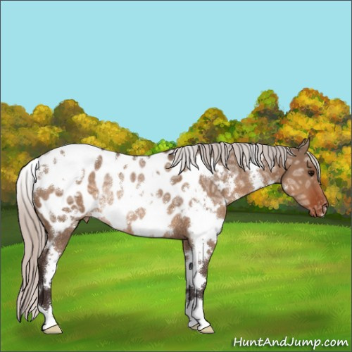 Horse Color:White Spotted Silver Brown Ice Dun Appaloosa Rabicano 