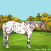 Horse Color:White Spotted Silver Brown Ice Dun Appaloosa Rabicano