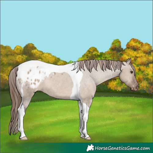 Horse Color:Liver Red Dun Tobiano Varnish 