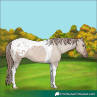 Horse Color:Liver Red Dun Tobiano Varnish 
