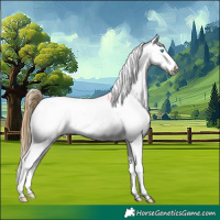 Horse Color:Buckskin Splash Appaloosa 