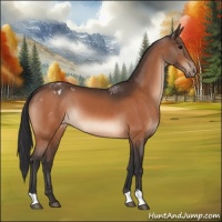 Horse Color:Bay Varnish