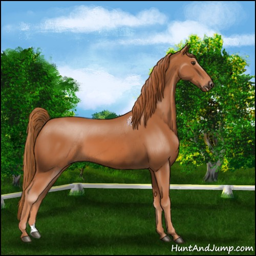 Horse Color:Chestnut 