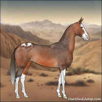 Horse Color:Bay Splash Appaloosa