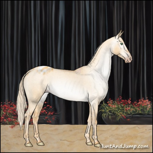Horse Color:Gray Gold Cream Champagne Dun Appaloosa 